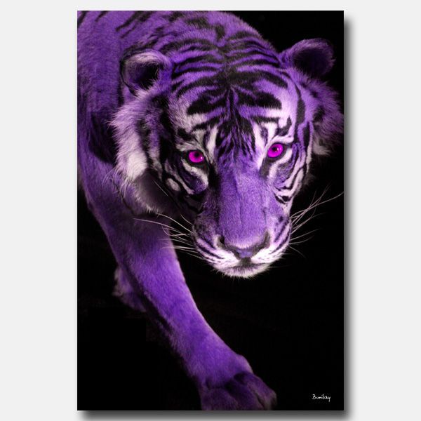 Moi, ma chambre et ma nouvelle coloc - Page 3 Tableau-design-rectangle-Tigre-violet-60x90_L7375